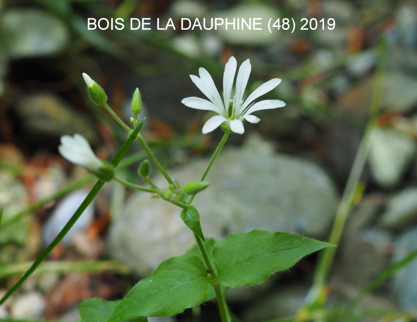 Stichwort, Wood flower